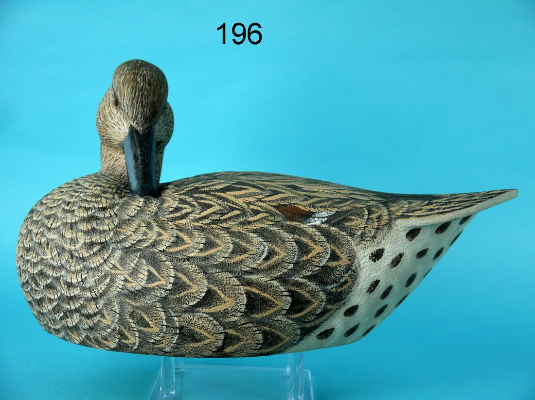 PINTAIL HEN, G. DOVIAK (1 of 4)