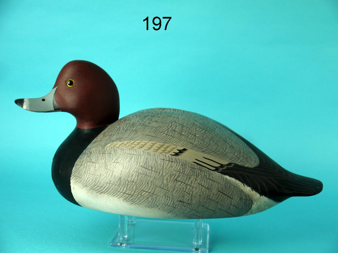 REDHEAD DRAKE, W. CRANMER (1 of 4)