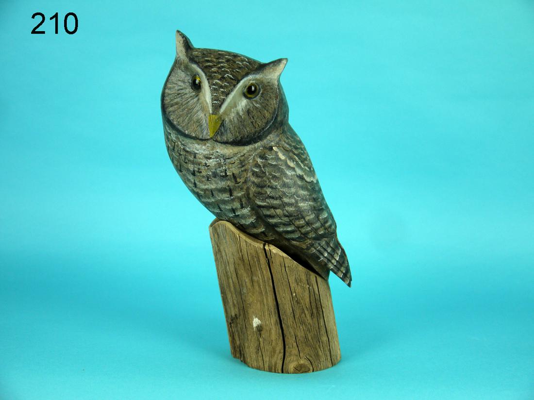 WESTERN SCREECH OWL, K. KIRBY (1 of 3)