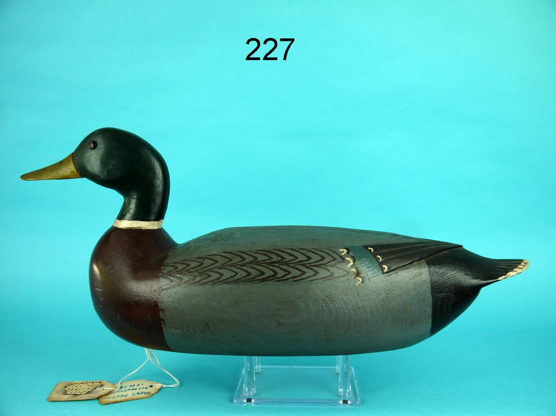 MALLARD DRAKE, H. FENNIMORE (1 of 4)