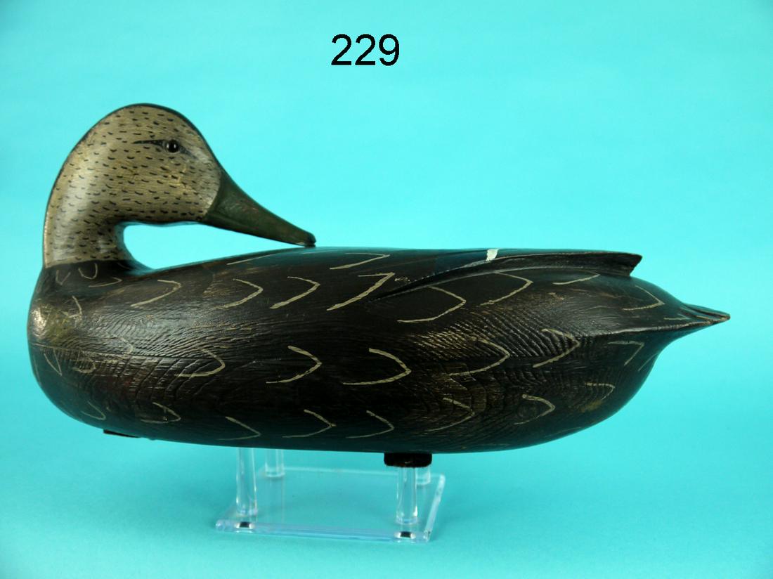 BLACK DUCK, J. BAKER (1 of 4)