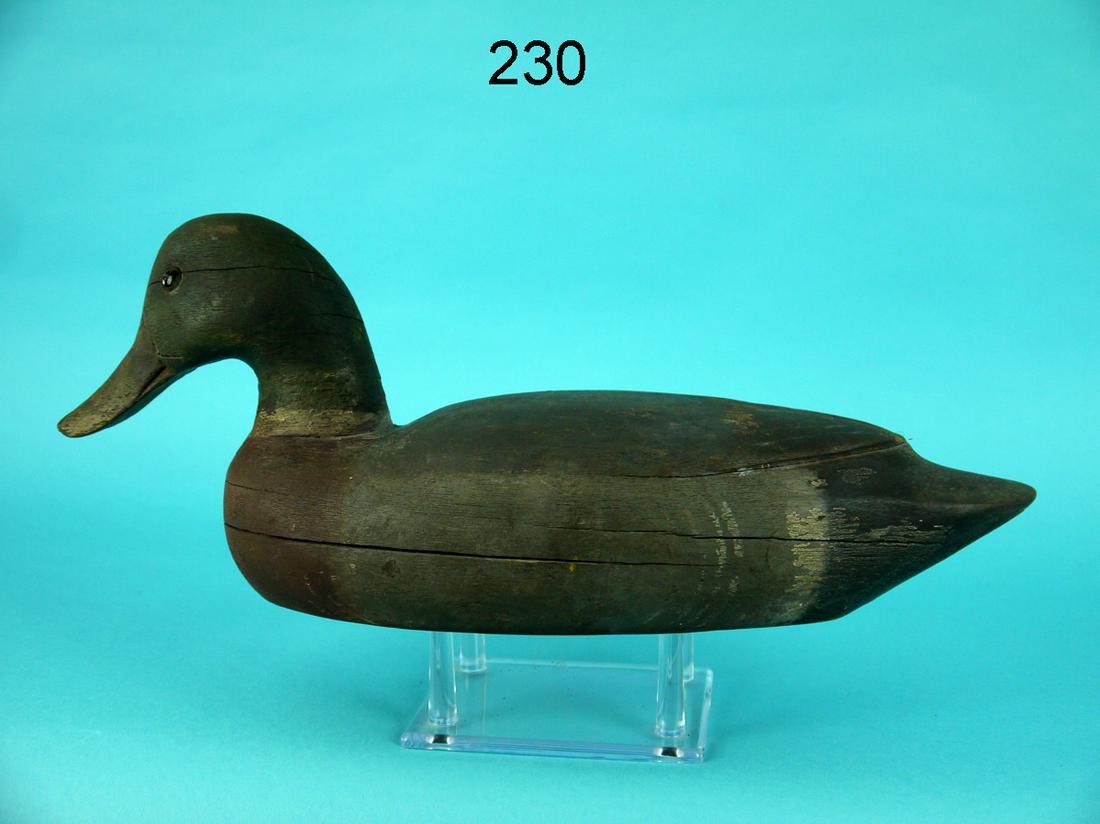 MALLARD DRAKE, DELAWARE RIVER (1 of 4)