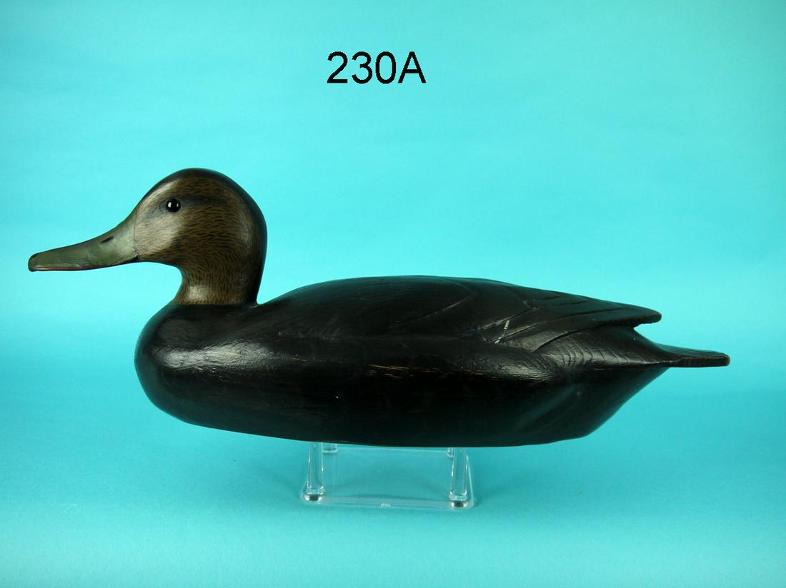 BLACK DUCK, R. LIBENSPERGER (1 of 4)