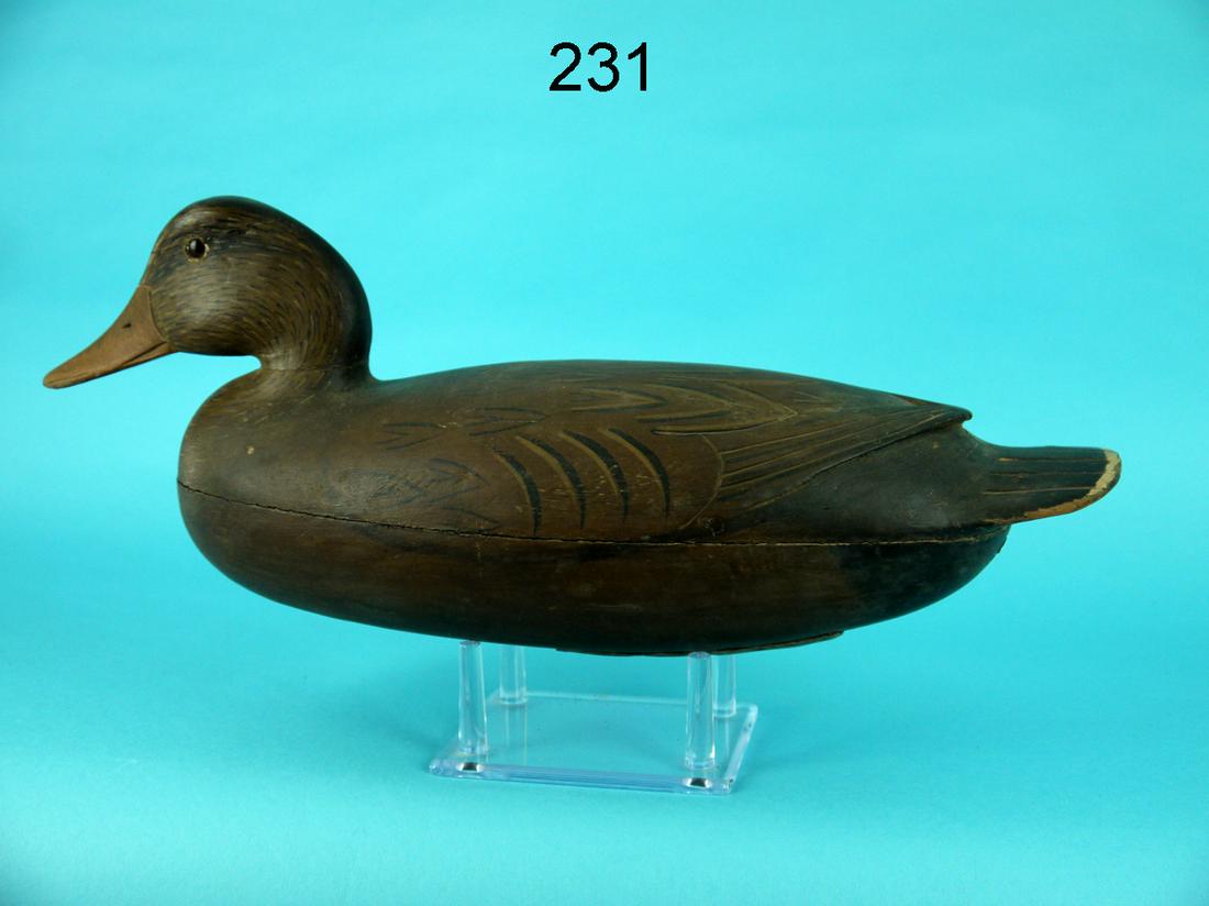 BLACK DUCK, DELAWARE RIVER (1 of 4)