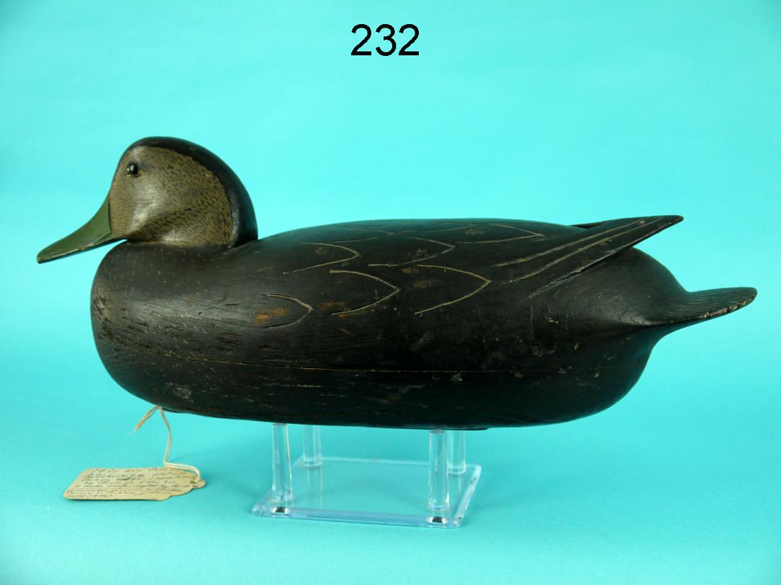 BLACK DUCK, C. TRADER (1 of 4)