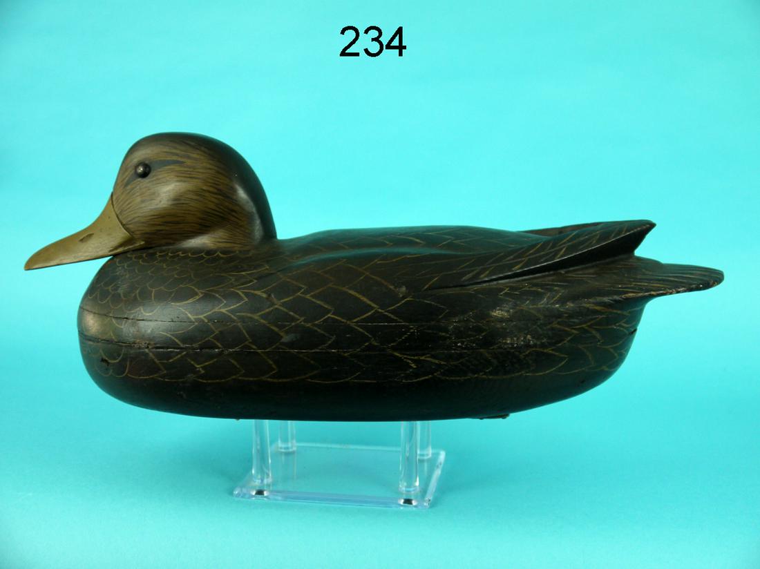 BLACK DUCK, J. HEISLER (1 of 4)
