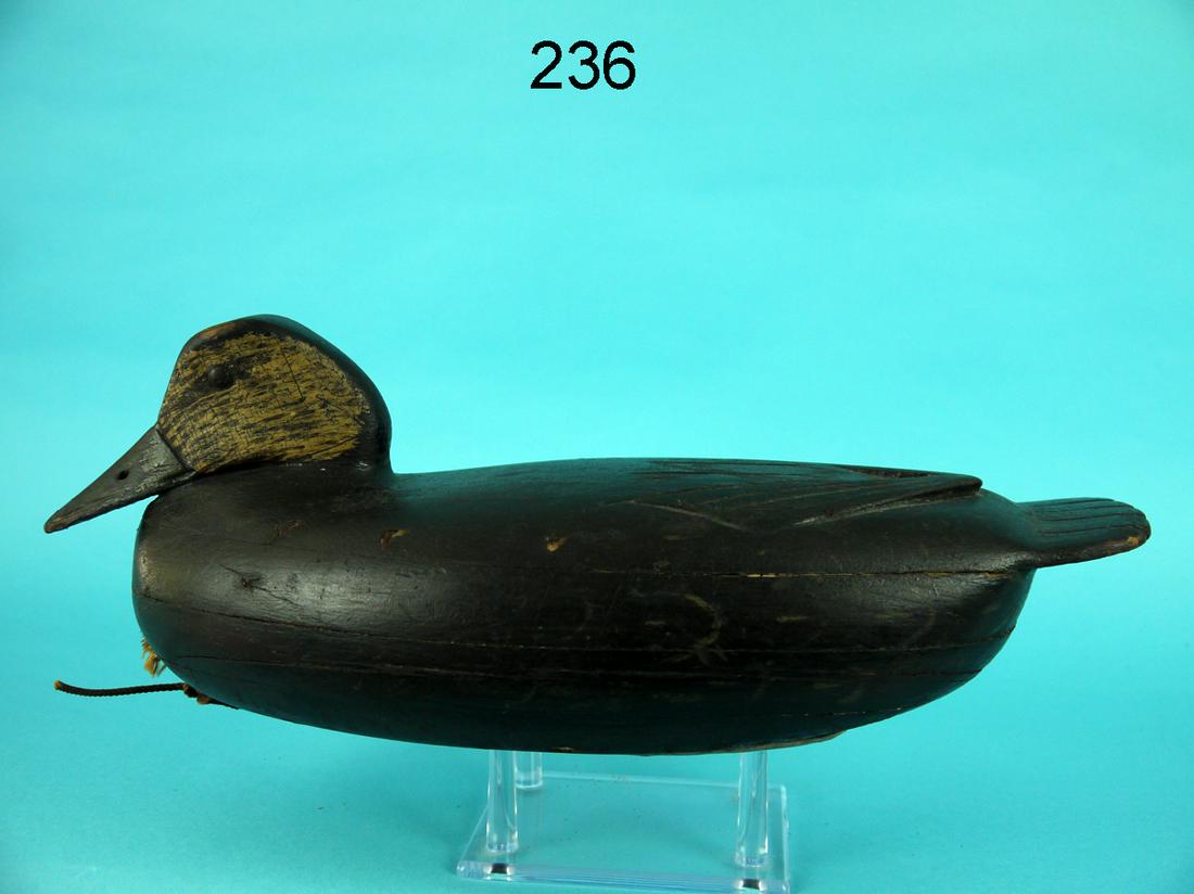 BLACK DUCK, P. GREEN (1 of 4)