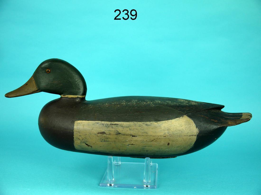 MALLARD DRAKE, J. ENGLISH (1 of 4)