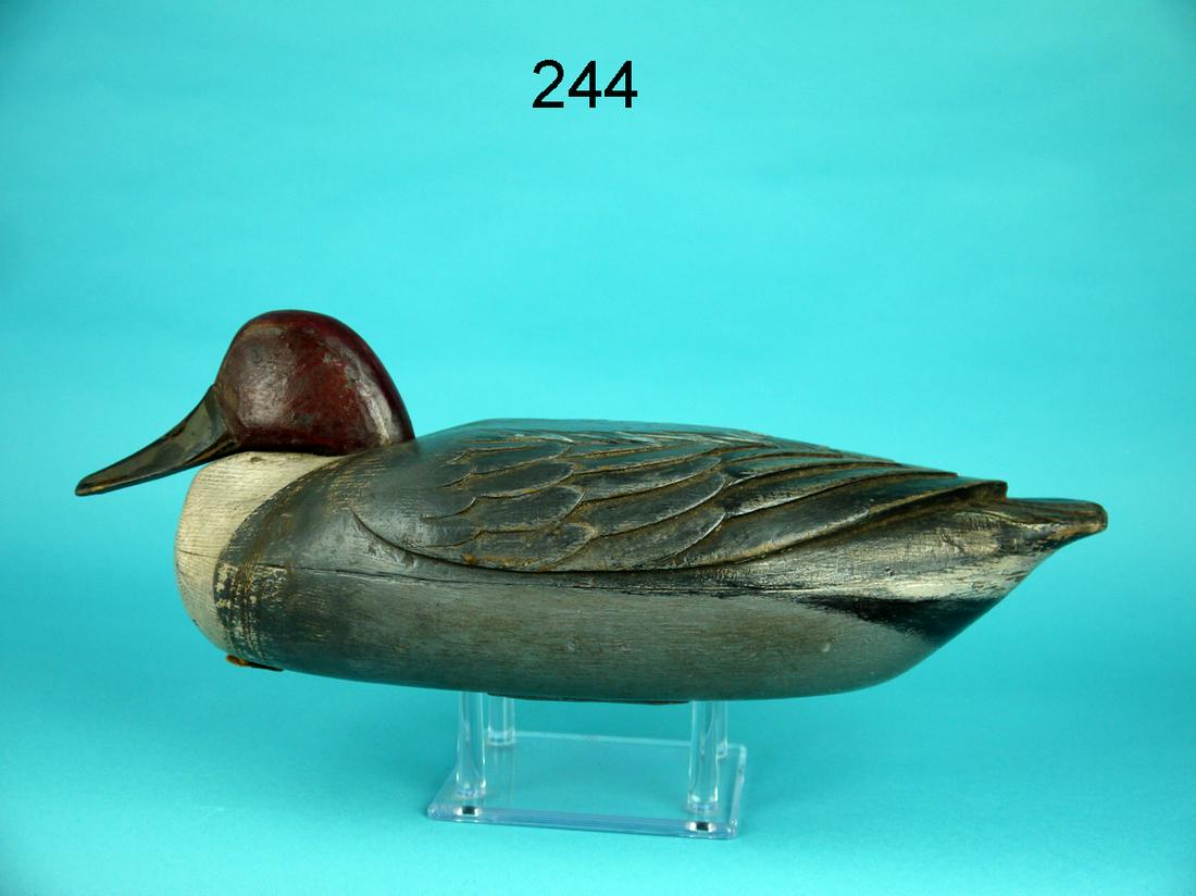 PINTAIL DRAKE, W. KEMBLE (1 of 4)