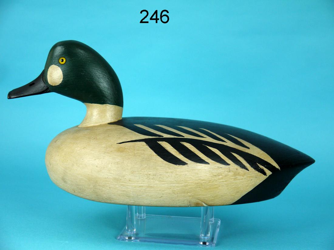 GOLDENEYE DRAKE, A. BIANCO (1 of 4)