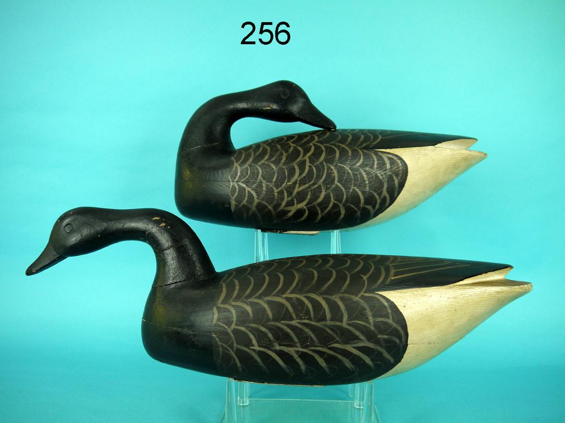 RARE BRANT PAIR, B. SALMON (1 of 4)