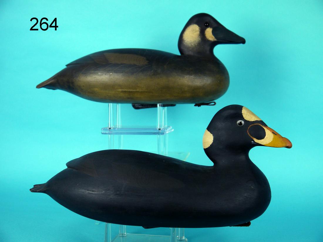 SURF SCOTER PAIR, B. WHITE (1 of 4)