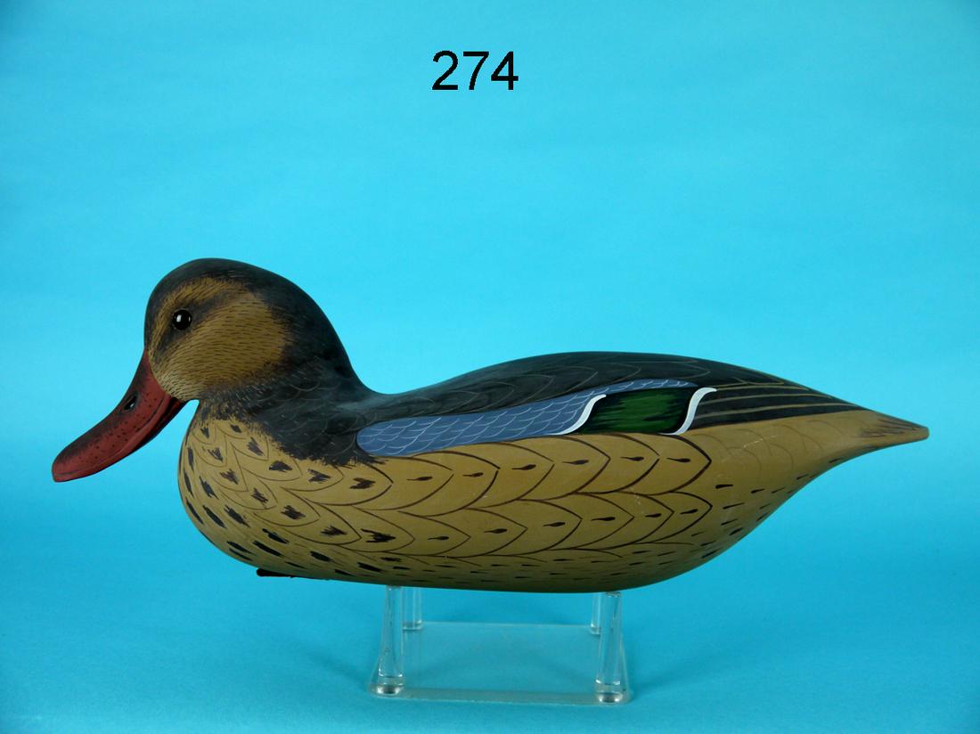 SHOVELER HEN, G. COOKE (1 of 4)