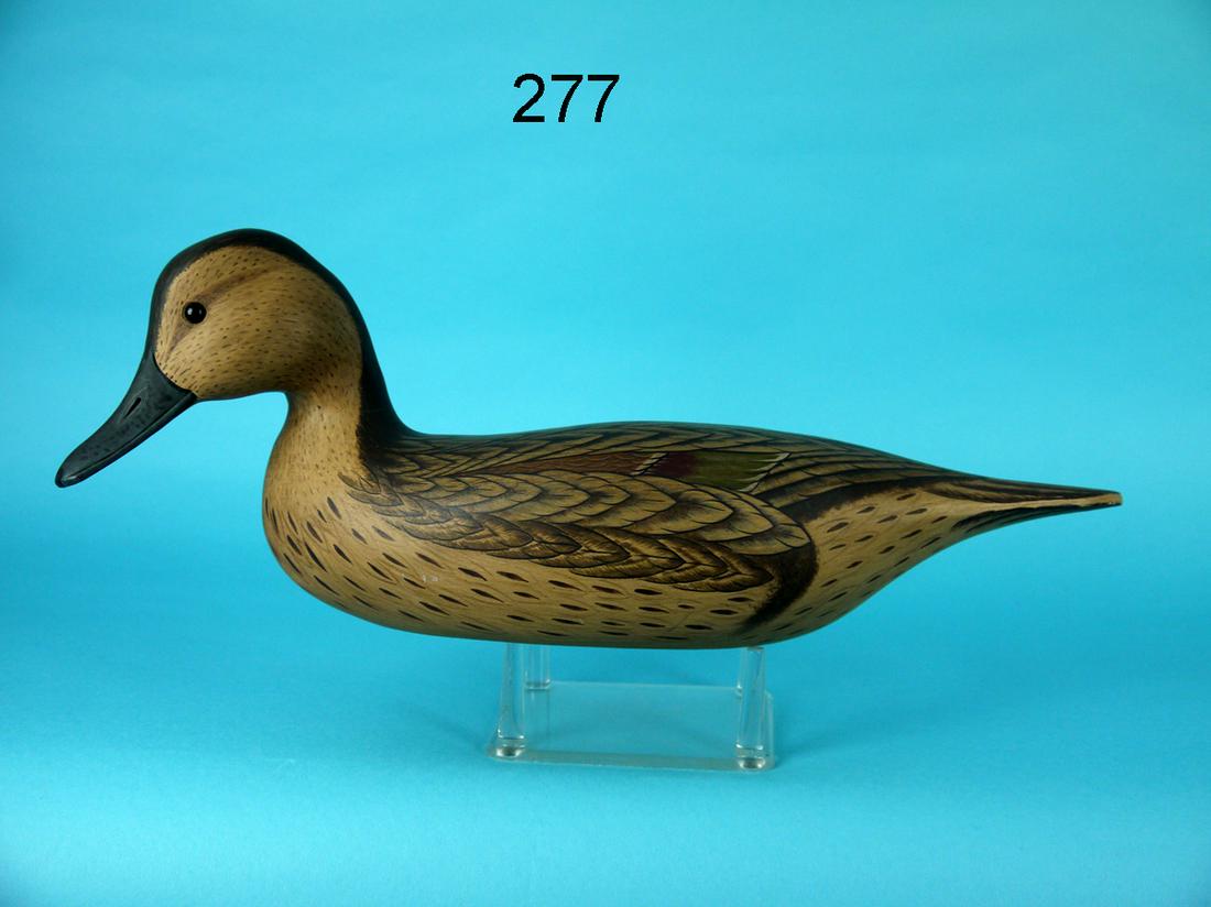 PINTAIL HEN, G. COOKE (1 of 4)