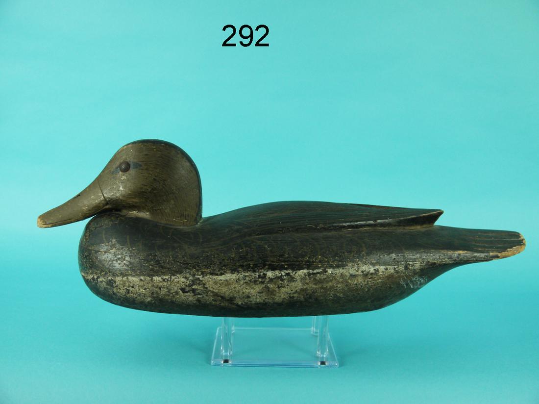 BLACK DUCK, DELAWARE RIVER (1 of 4)