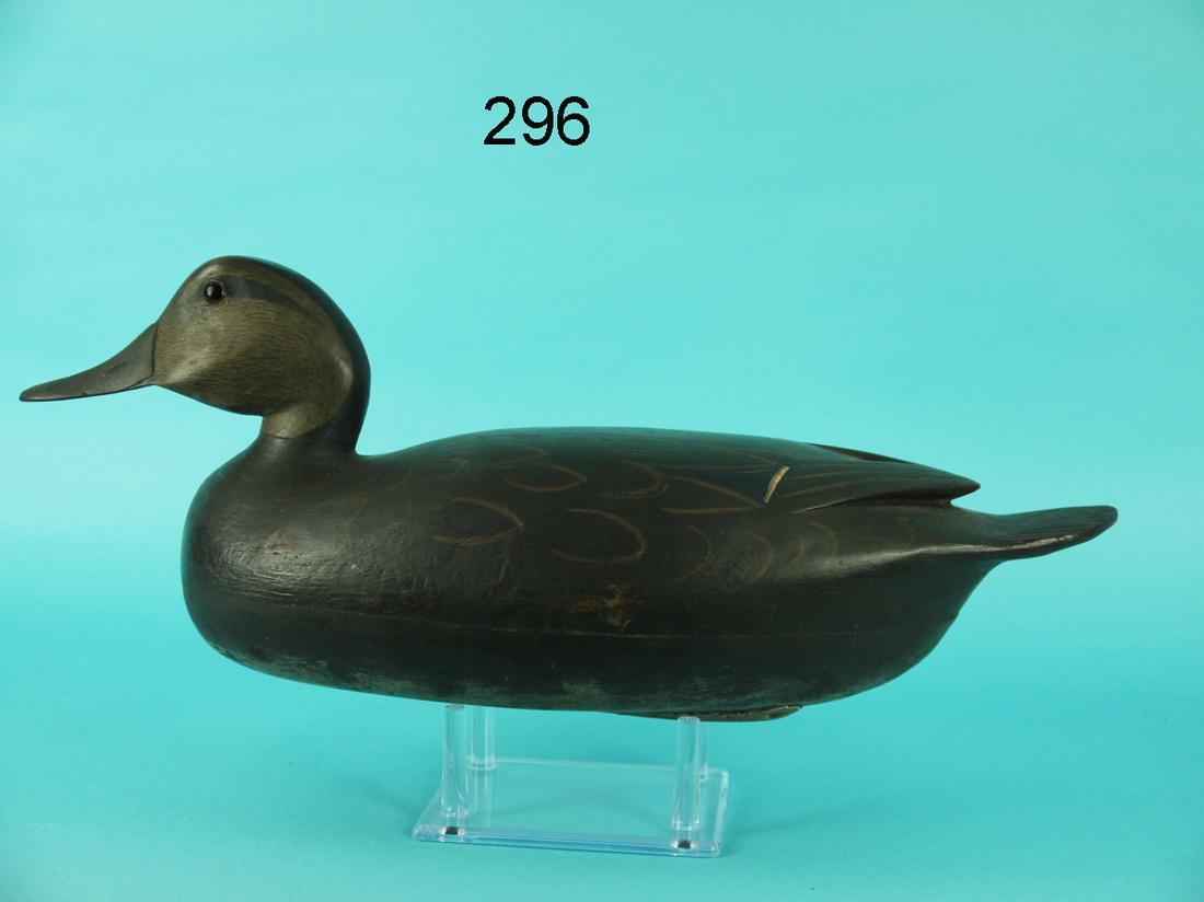 BLACK DUCK, C. TRADER (1 of 4)
