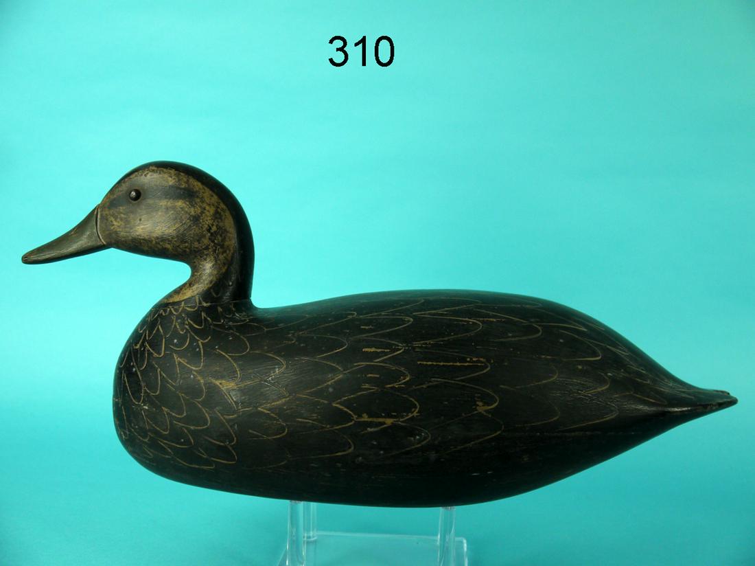 BLACK DUCK, H.M. SHOURDS (1 of 4)