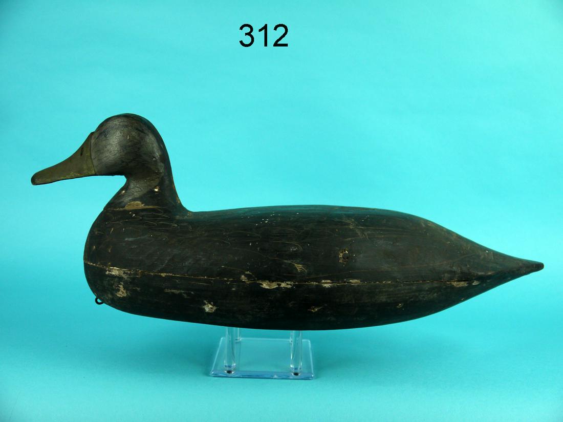 BLACK DUCK, C. DABLER (1 of 3)