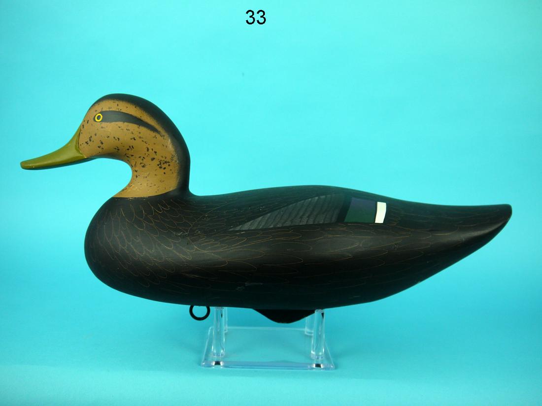 BLACK DUCK, P. VINCENTI (1 of 4)