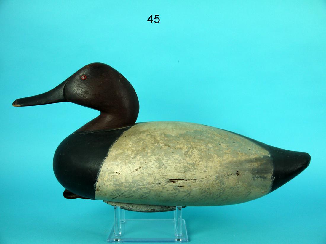CANVASBACK DRAKE, MARYLAND (1 of 4)