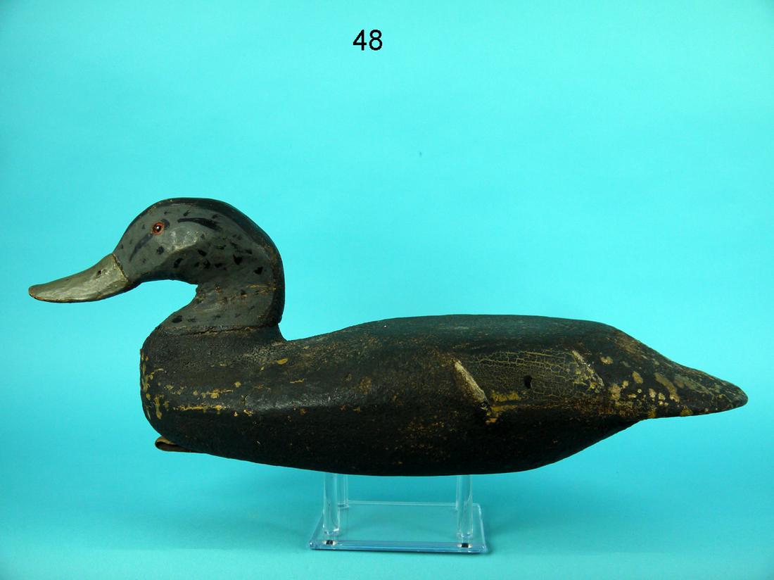 EARLY BLACK DUCK, EASTERN SHORE (1 of 4)