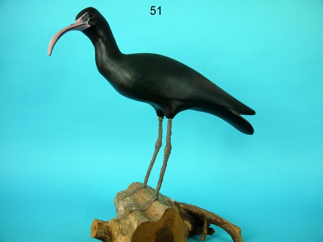 GLOSSY IBIS, H. DAISEY (1 of 2)