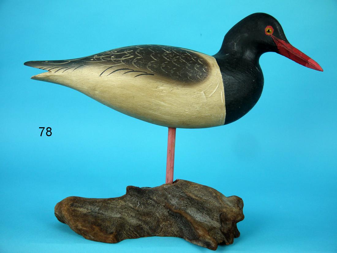 OYSTER CATCHER, J. BOWDEN (1 of 2)