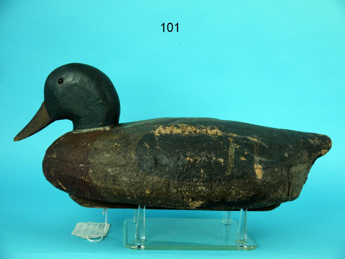 MALLARD DRAKE, T. GELSTON (1 of 4)