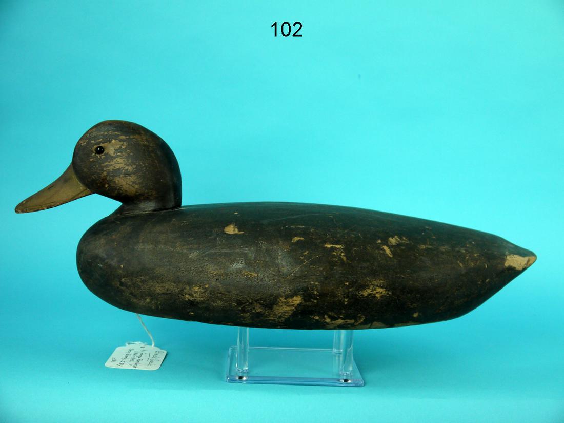 EARLY BLACK DUCK, G. EBERHARDT (1 of 4)