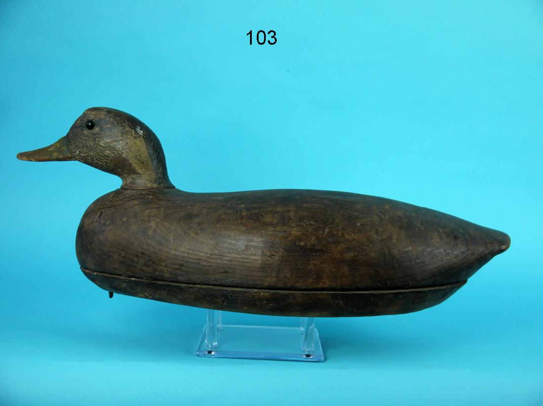 BLACK DUCK, G. EBERHARDT (1 of 4)
