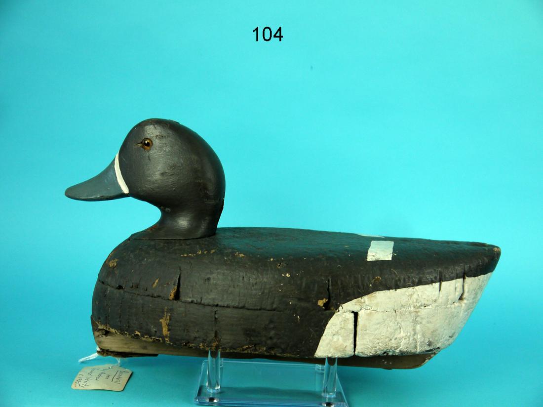 BROADBILL HEN, A. VERITY (1 of 4)