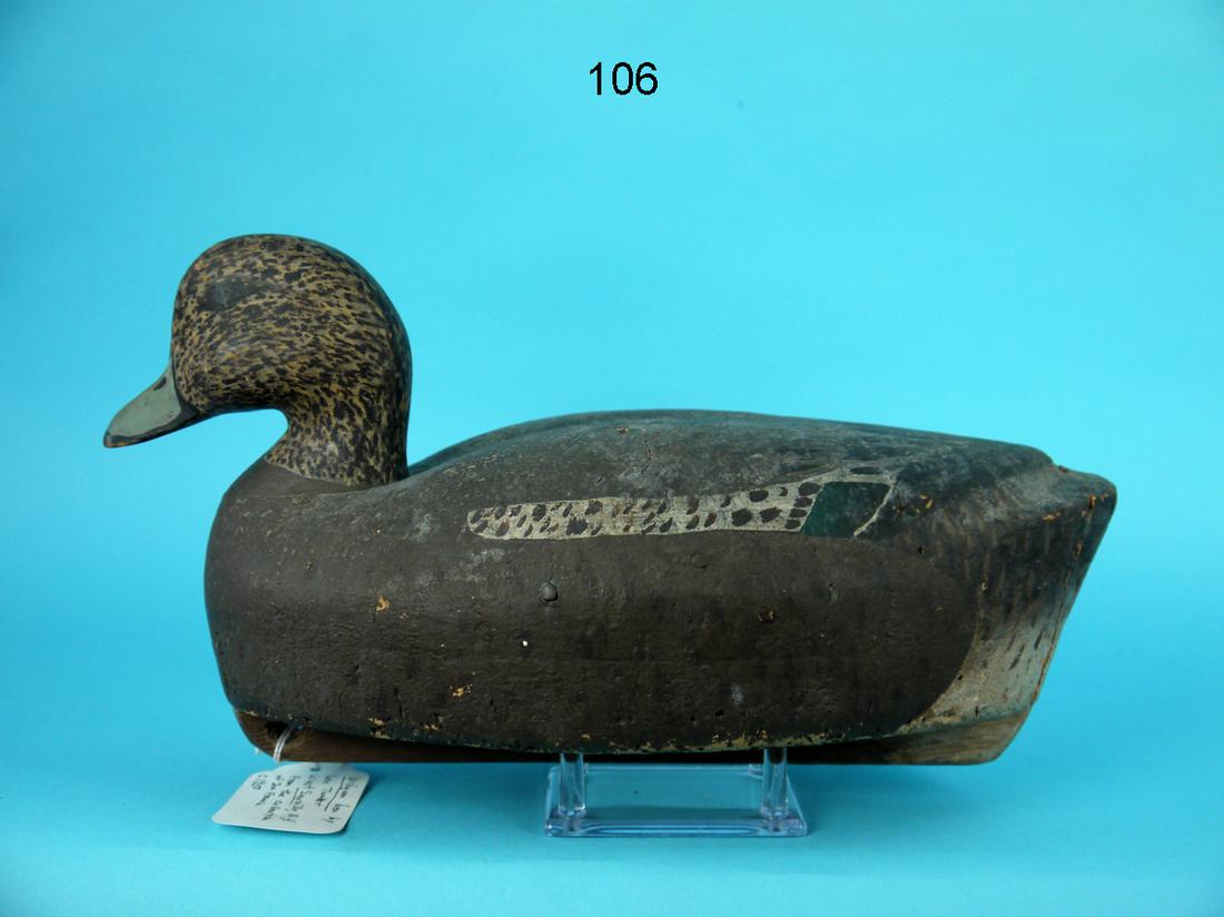 WIGEON HEN, L. TUCKER (1 of 4)