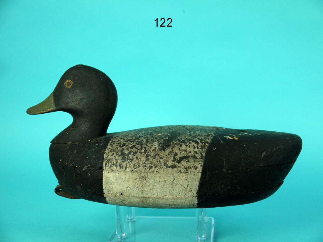 BROADBILL DRAKE, A. VERITY (1 of 4)