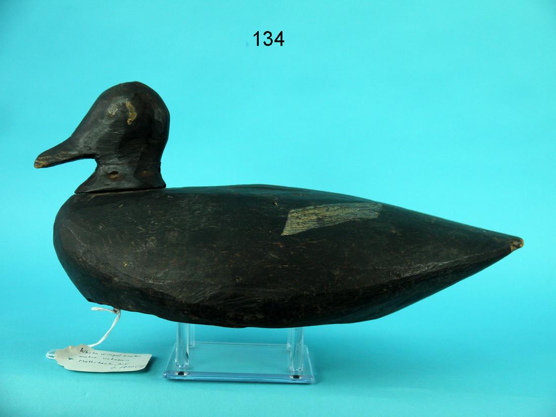 WHITE WINGED SCOTER, LONG ISLAND, NY (1 of 4)