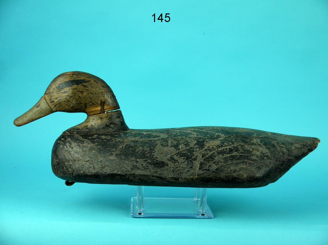 BLACK DUCK, LONG ISLAND, NY (1 of 4)