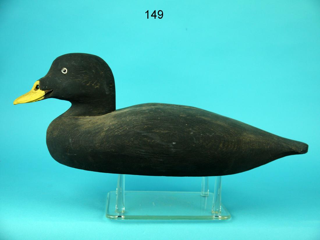SURF SCOTER DRAKE: SURF SCOTER DRAKE, unknown carver, in good working paint and structural condition. Solid construction. Retains glass eyes. Bill with see-through carved nostrils. Unrigged. Overall length is approximat