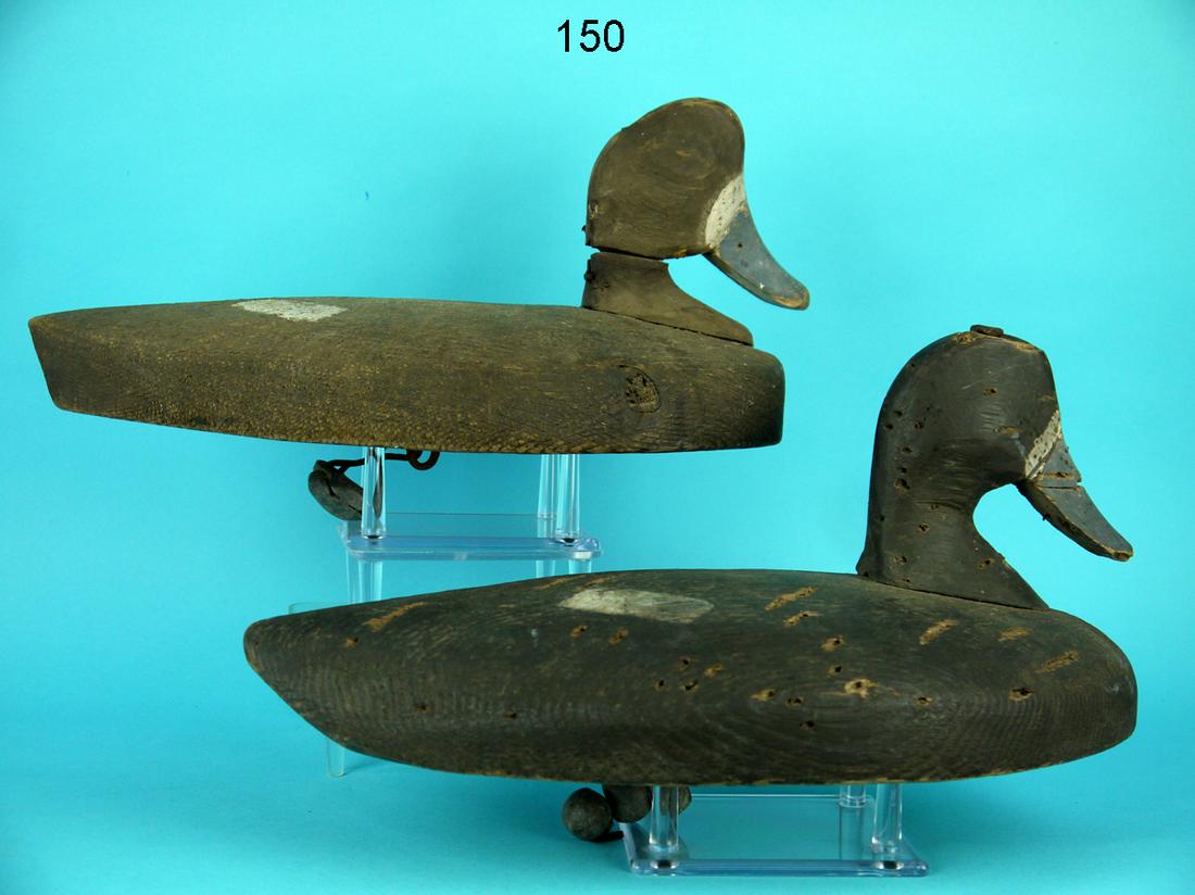 BROADBILL PAIR, LONG ISLAND (1 of 4)