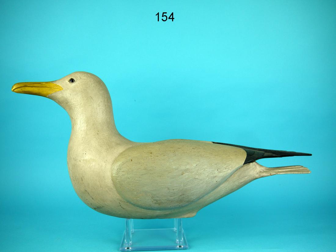 HERRING GULL, N. CALCESE (1 of 4)