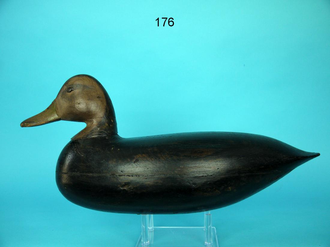 BLACK DUCK, H.V. SHOURDS (1 of 4)