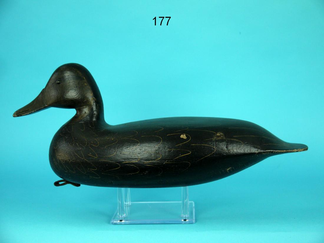 BLACK DUCK, H.V. SHOURDS (1 of 4)