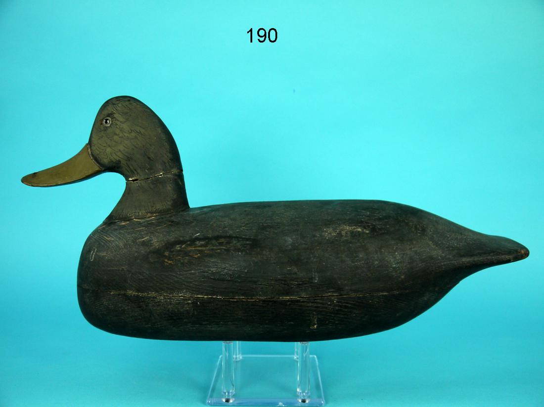 BLACK DUCK, R. CORLISS (1 of 4)