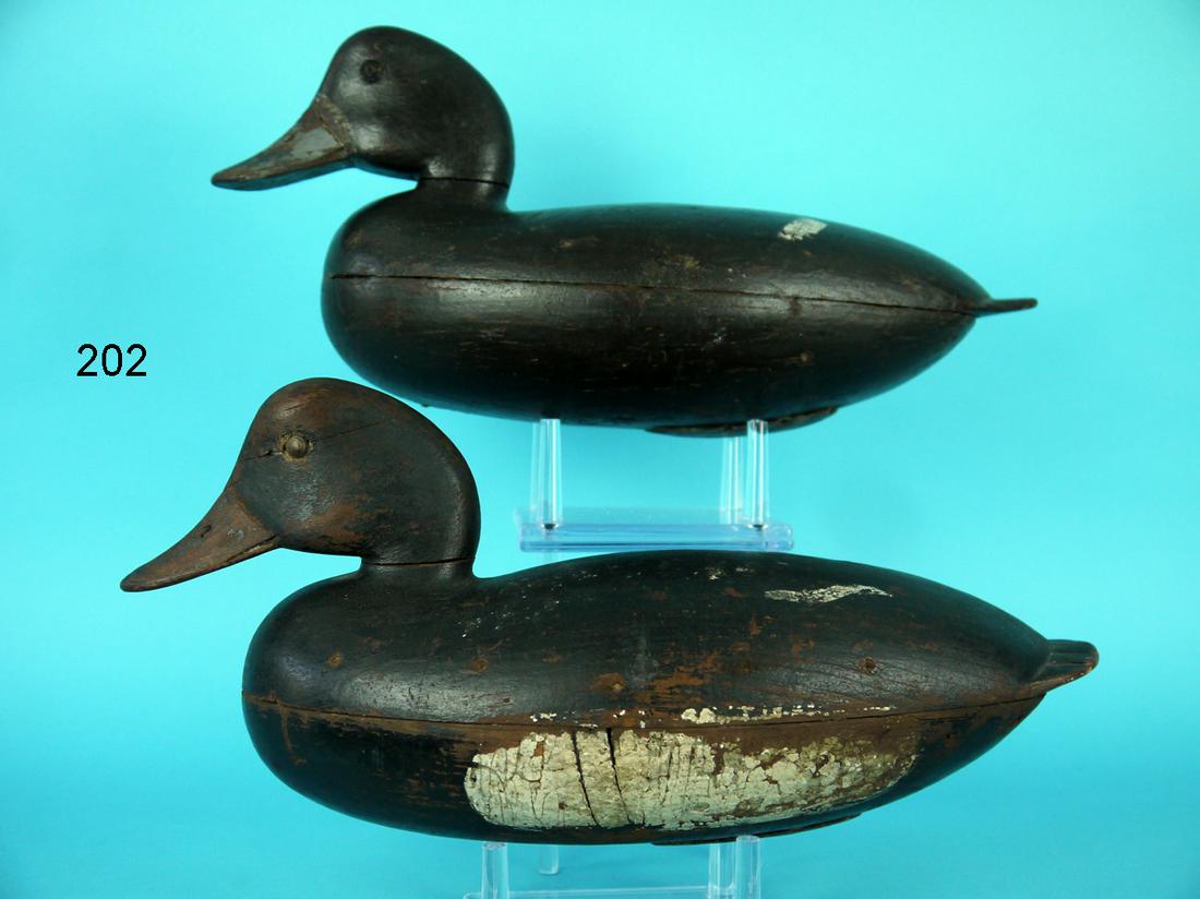 BROADBILL PAIR, J. ENGLISH (1 of 4)