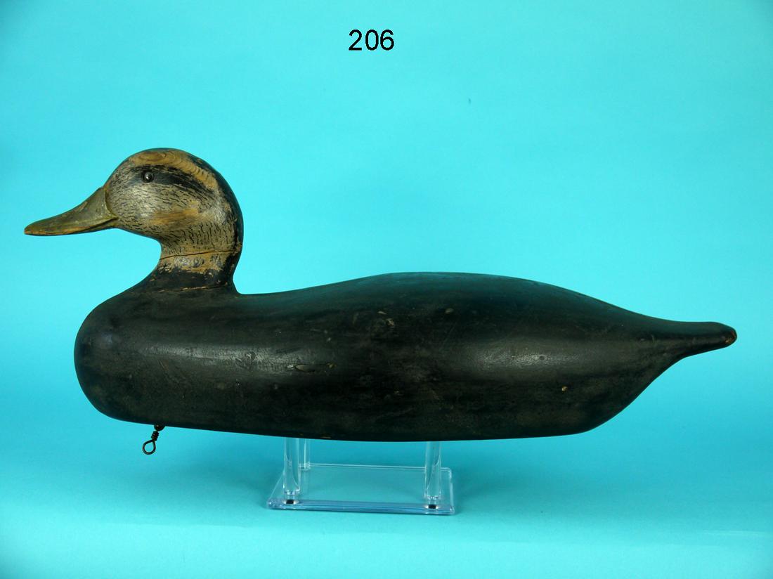 BLACK DUCK, C. MADARA (1 of 4)