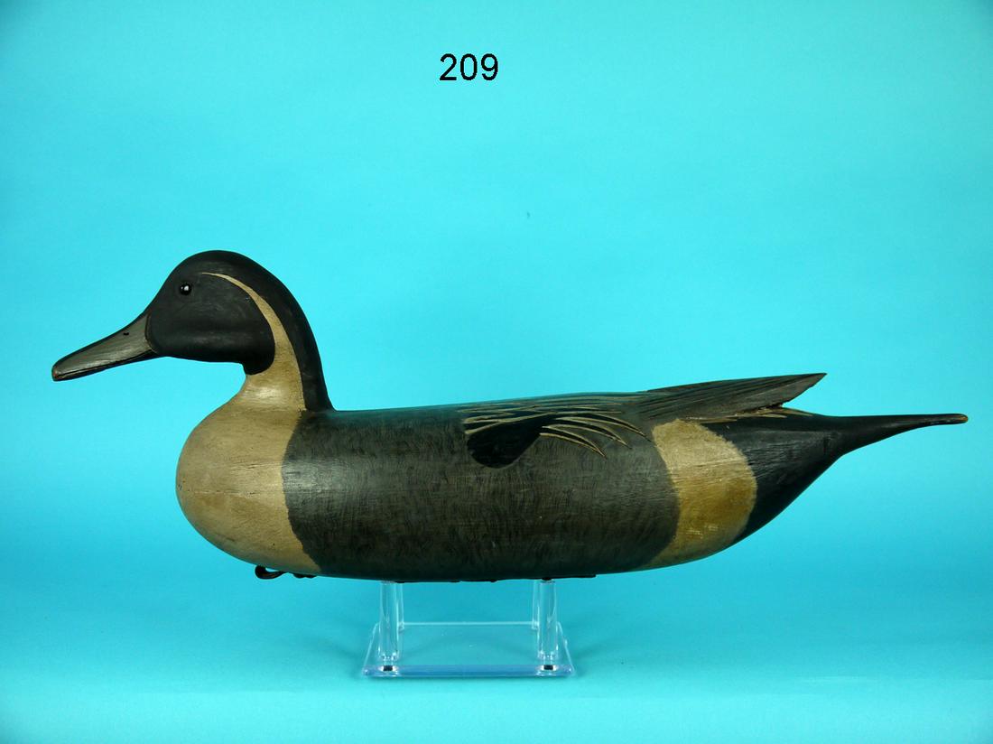 PINTAIL DRAKE, R. SWIDERSKI (1 of 4)