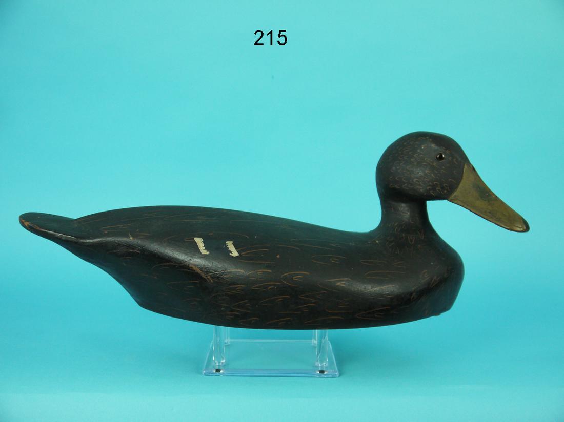 BLACK DUCK, NEW ENGLAND (1 of 4)