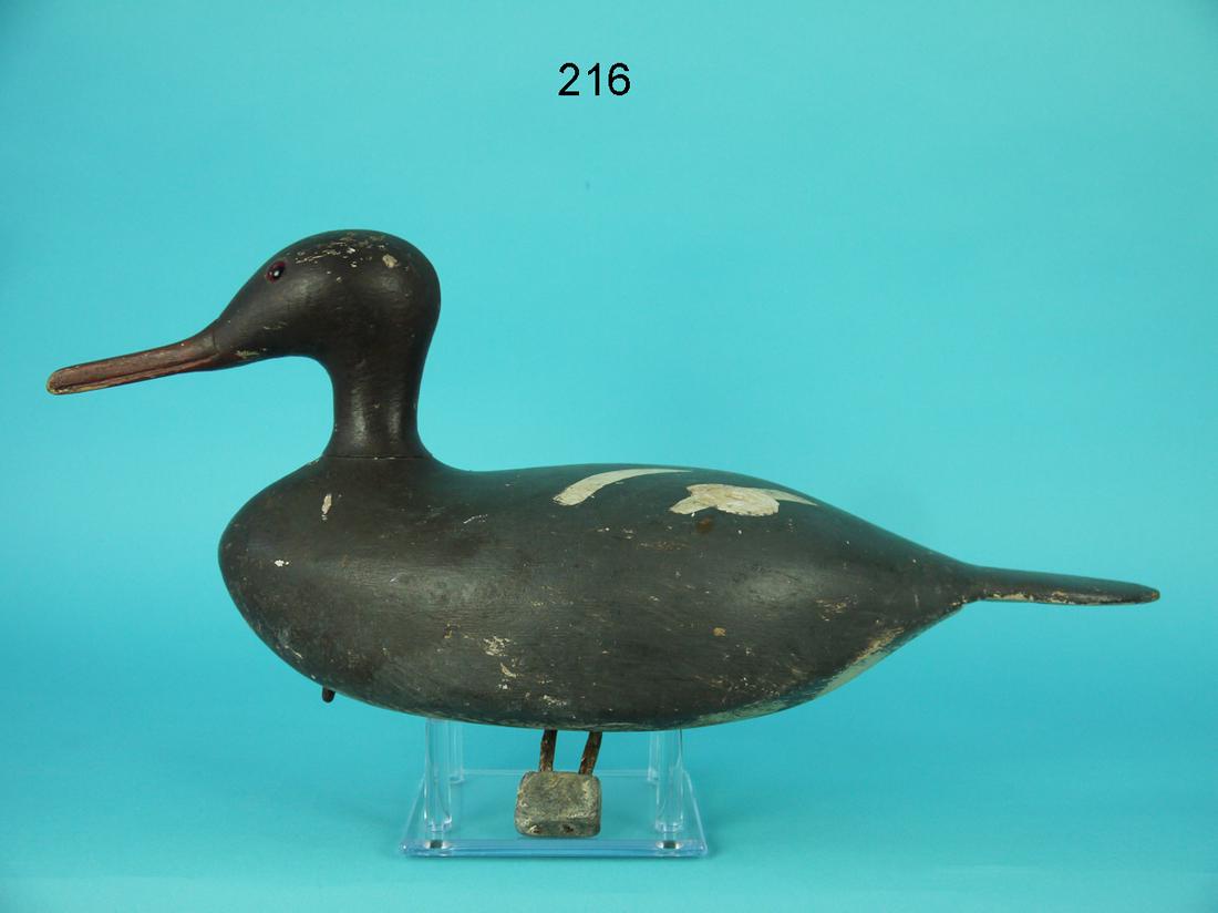 EARLY RED-BREASTED MERGANSER HEN, NEW ENGLAND (1 of 4)