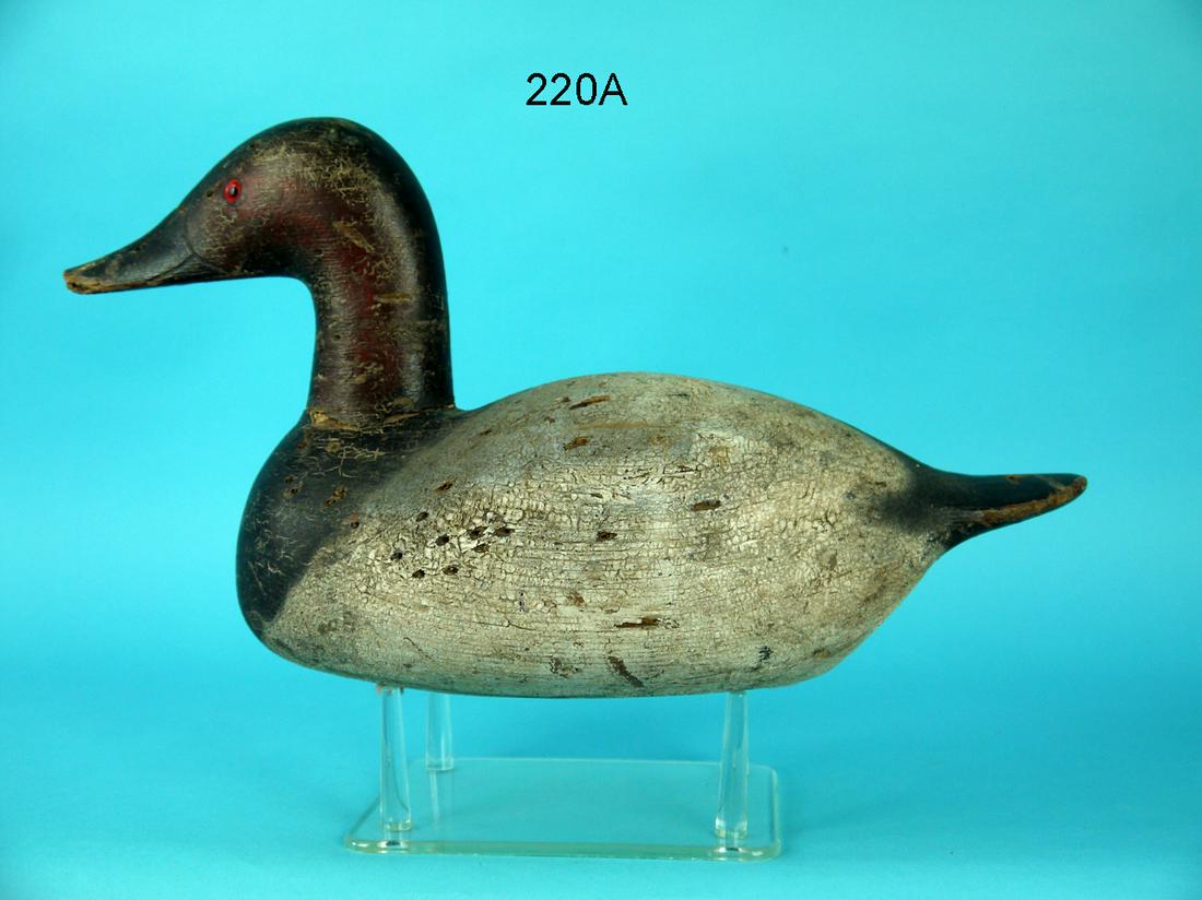 CANVASBACK DRAKE, G. LUEBKE (1 of 4)