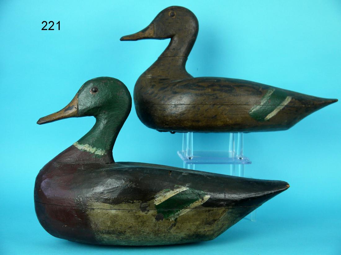 MALLARD PAIR, MIDWEST (1 of 4)