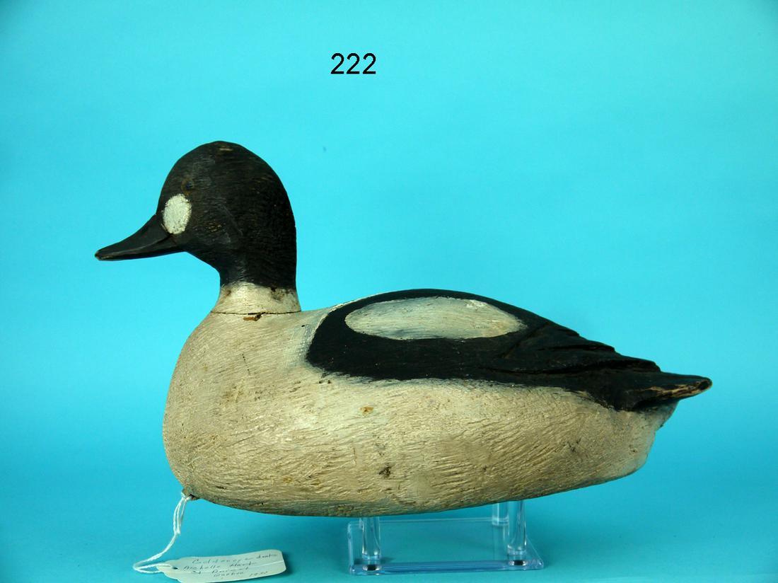 GOLDENEYE DRAKE, A. HART (1 of 4)