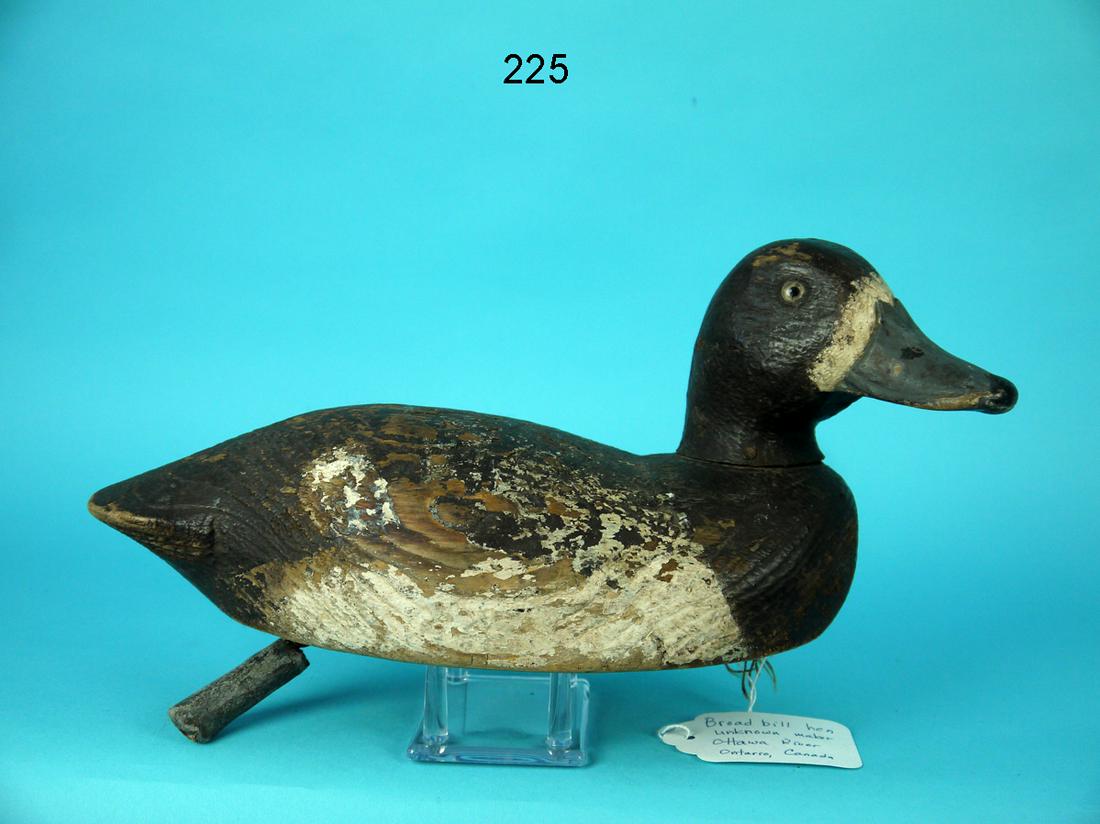 BROADBILL HEN, ONTARIO (1 of 4)